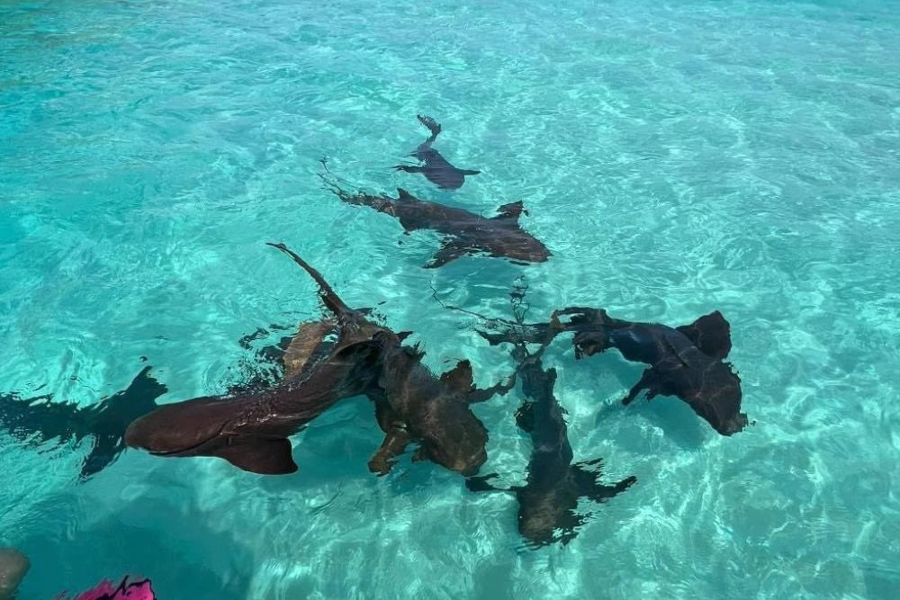 Pigeon Cay snorkeling with nurse sharks