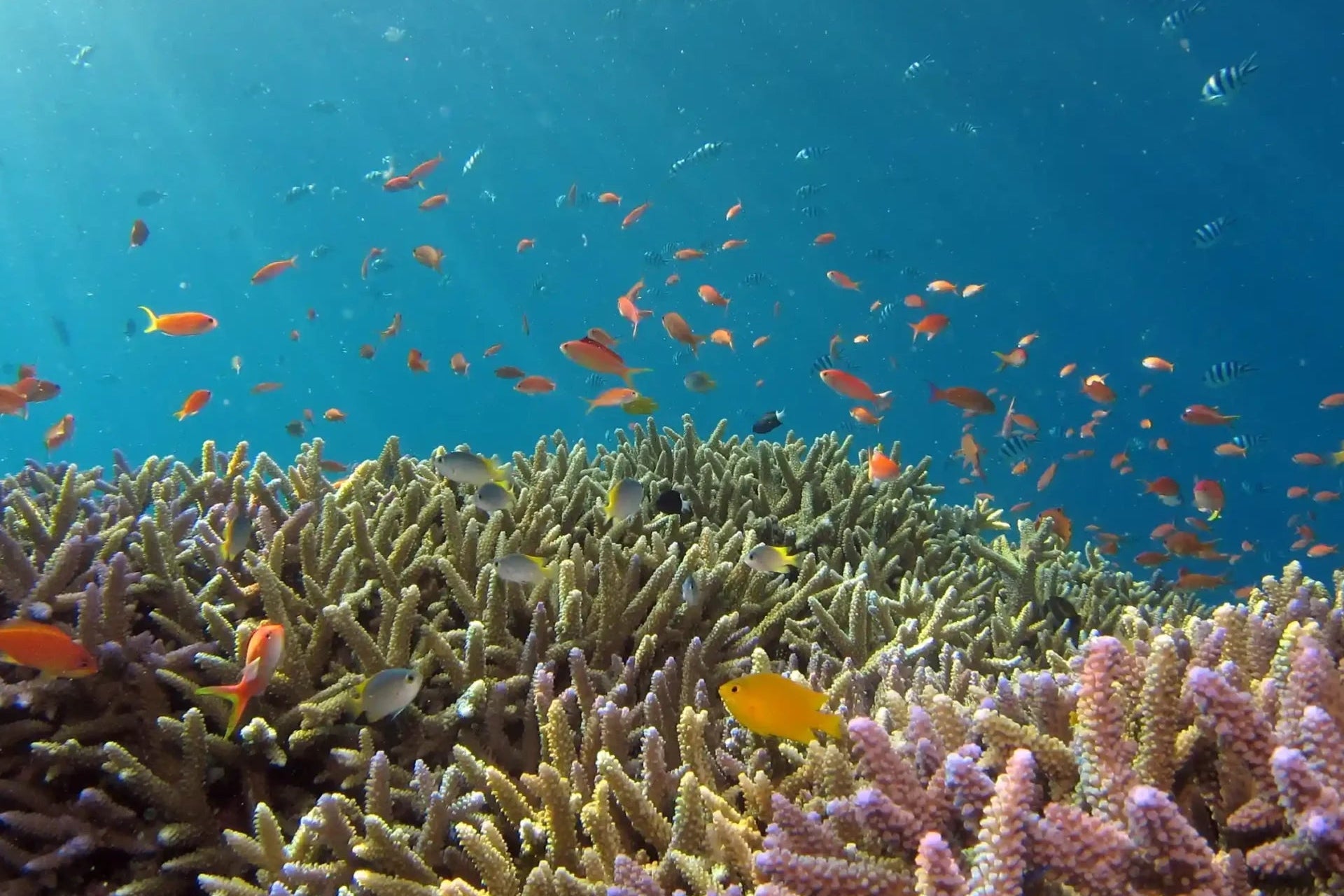 Roatán snorkeling adventure